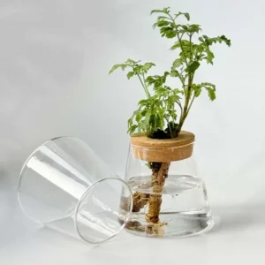 2/1 Pcs Hydroponic Plants Glass Flower Pots Home Decoration Transparent Small Vase Plant Pots With Base Tray Garden Accessories - Image 4