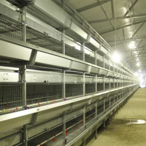 Industrial Poultry Equipment Chicken Farming H Type Layer Pullet Cages Baby Chicken Cages for 10000 Chickens Farming - Image 2